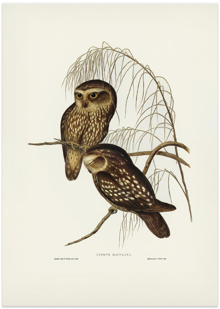 Spotted Owl