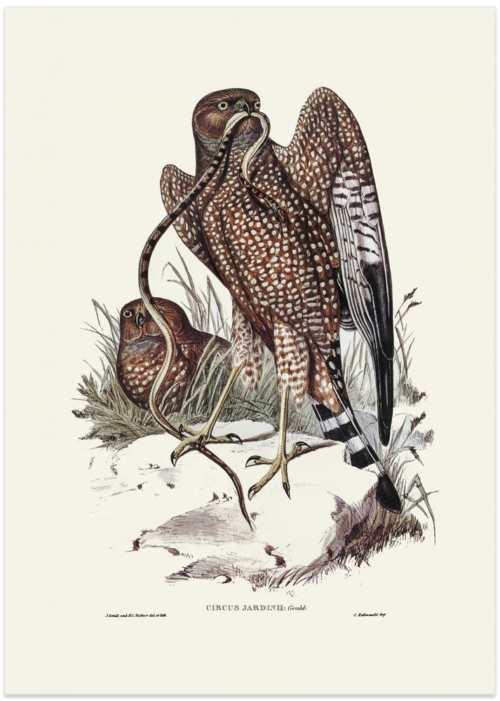 Square Tailed Kite
