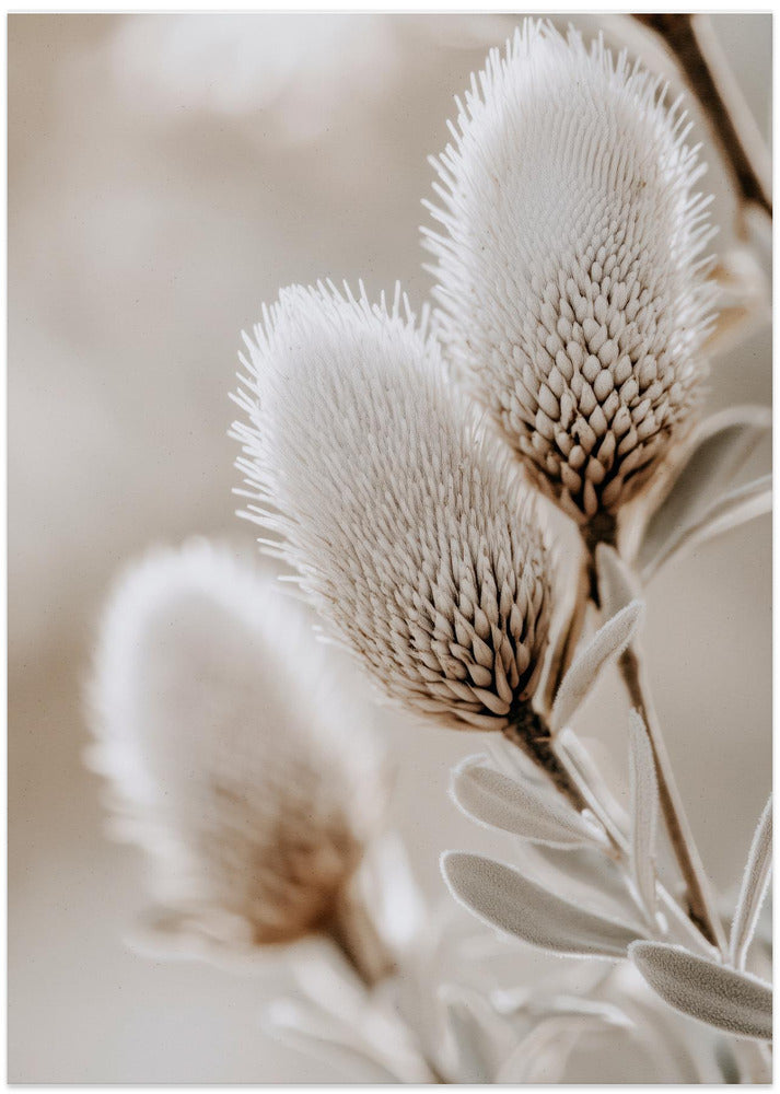 Soft Bloom Symphony