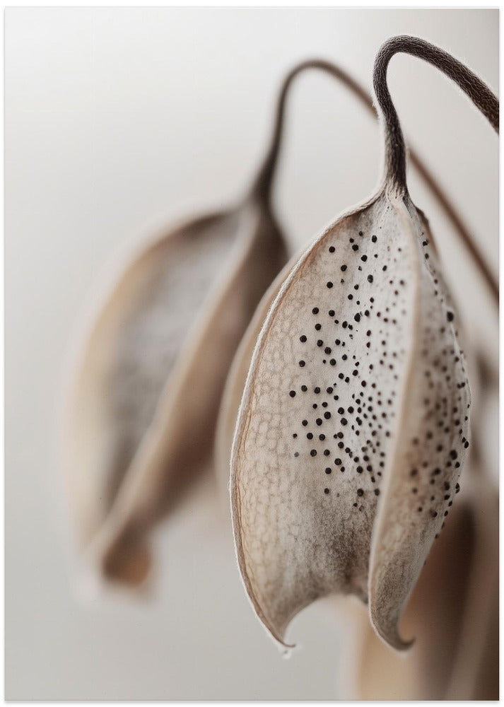 Whispering Petals