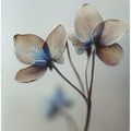 Whispers of Petals