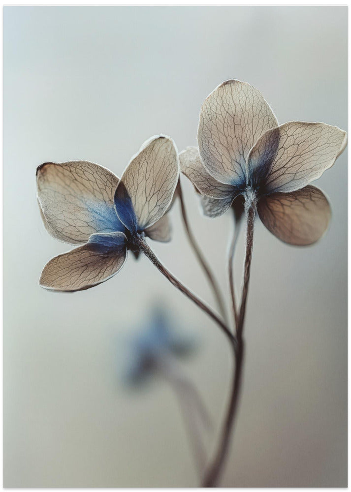 Whispers of Petals