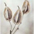 Whispering Pods
