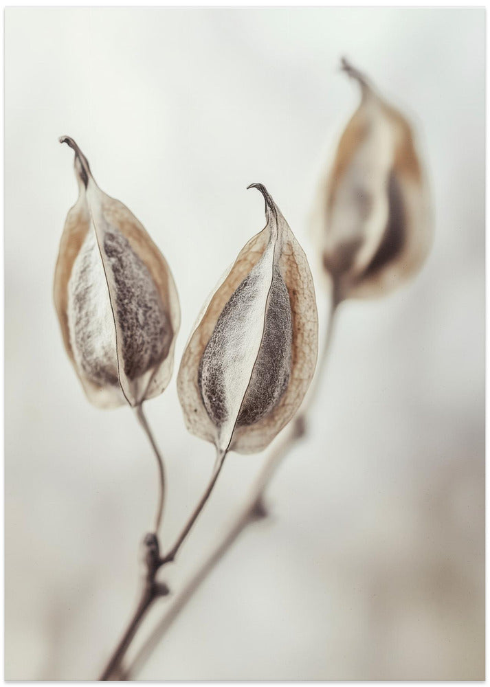 Whispering Pods