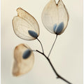 Ethereal Blooms