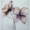 Ethereal Petals