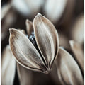 Nature's Embrace