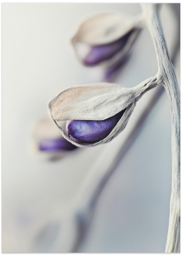 Ethereal Blossoms