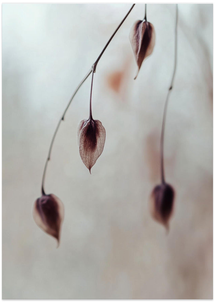 Delicate Silence