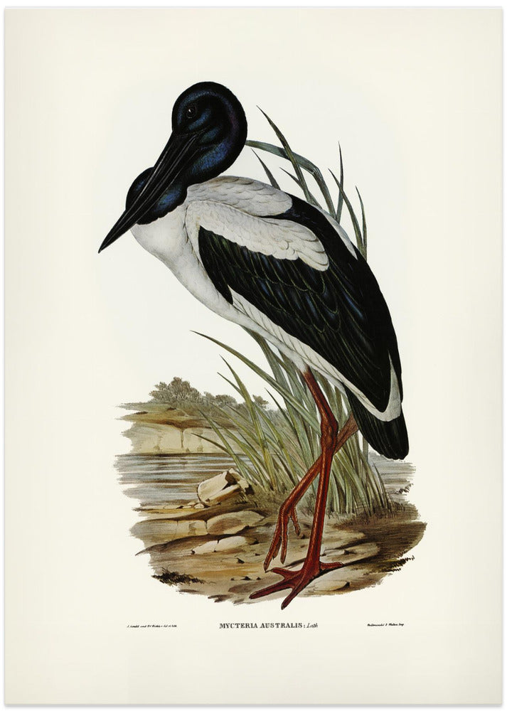 Australian Mycteria