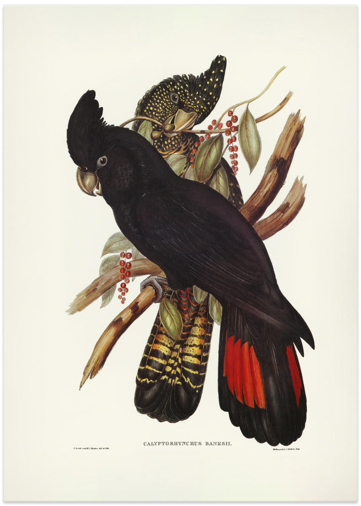 Banksian Cockatoo