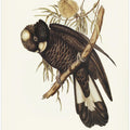 Baudin's Cockatoo