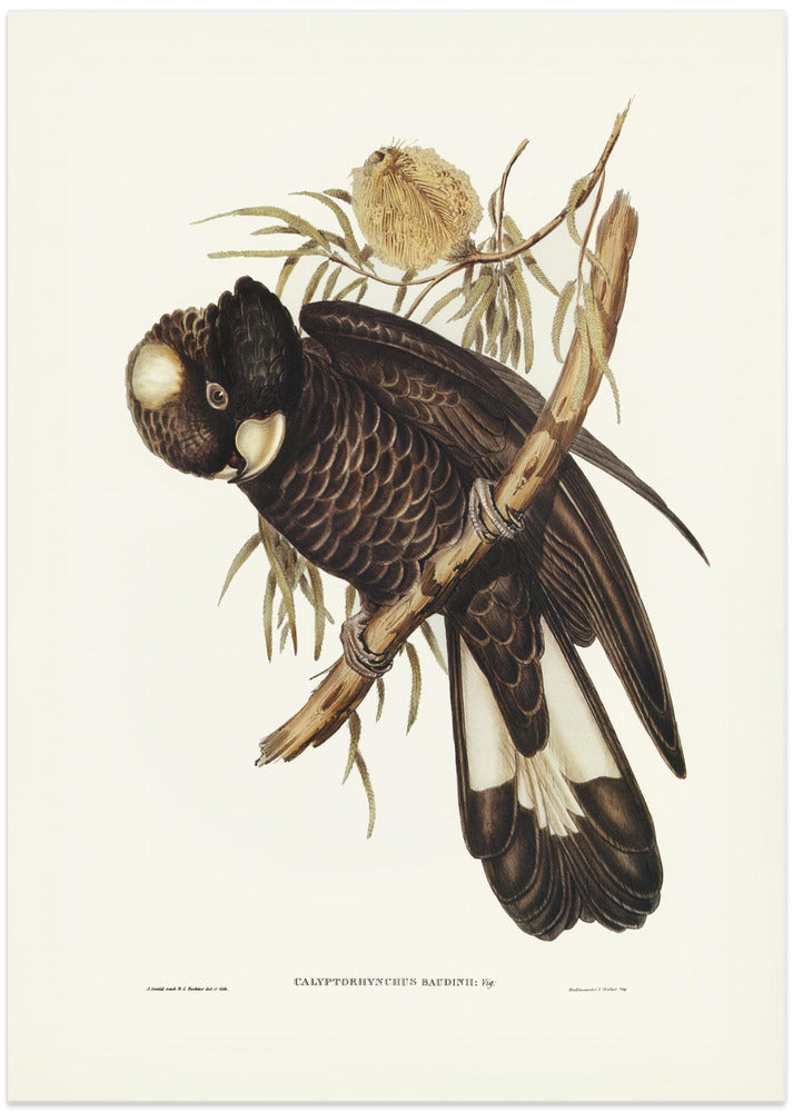Baudin's Cockatoo
