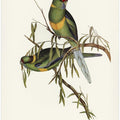Black Tailed Parakeet