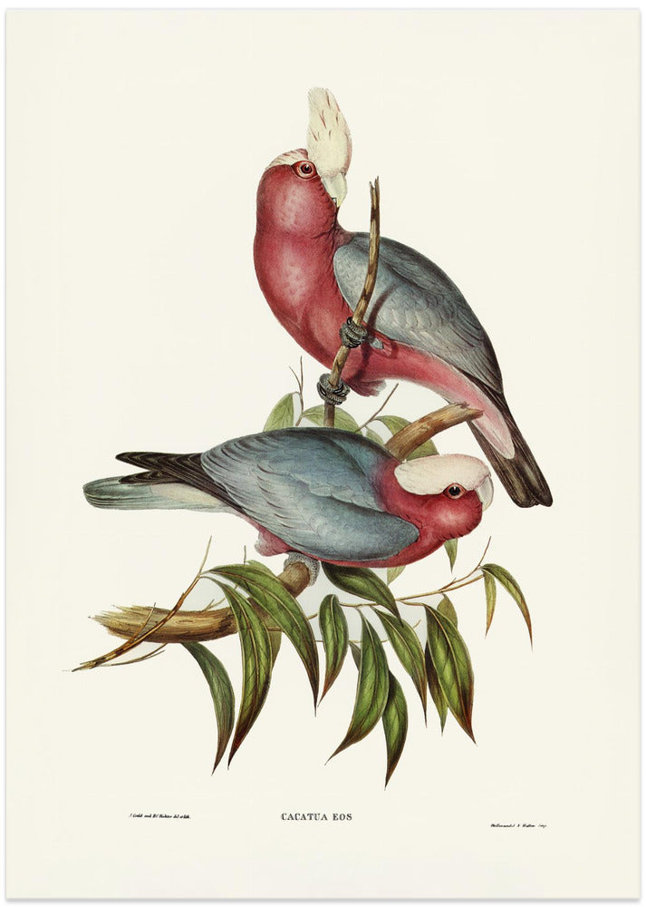 Cacatua Eos