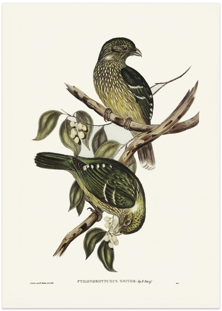 Cat Bird