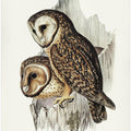 Chestnut Faced Owl