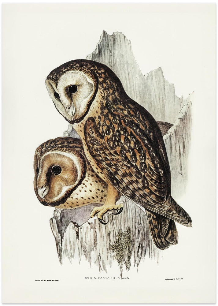 Chestnut Faced Owl