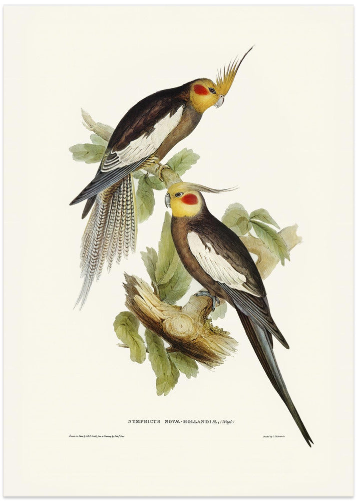 Cockatoo Parakeet
