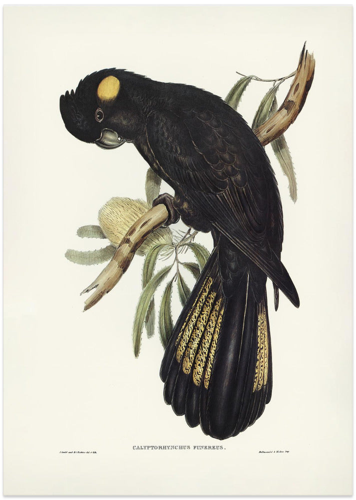 Funereal Cockatoo