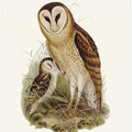 Grass Owl