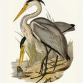 Great Grey Heron