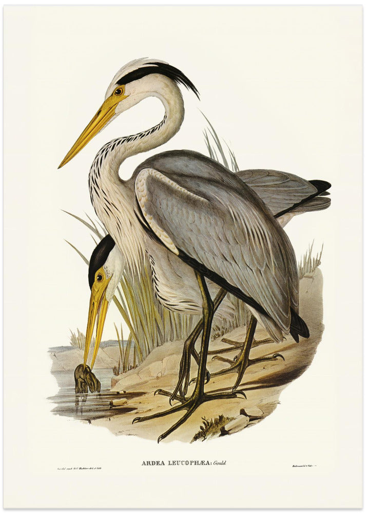 Great Grey Heron