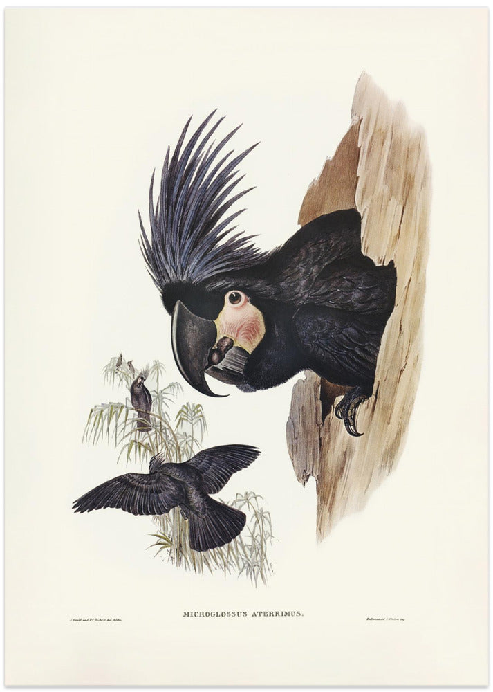 Great Palm Cockatoo