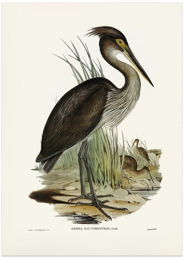 Great Billed Heron