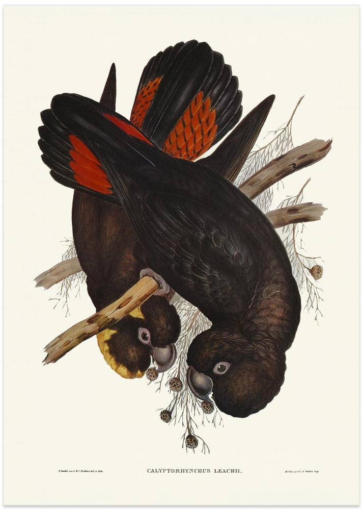 Leach's Cockatoo