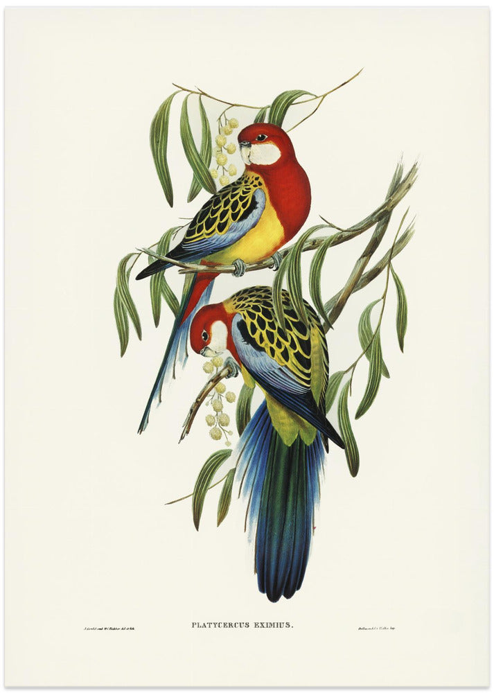 Rose Hill Parakeet