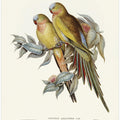 The Princess of Wales's Parakeet