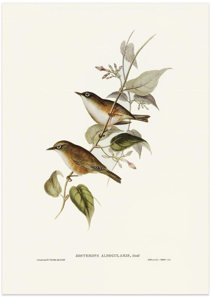 White Breasted Zosterops