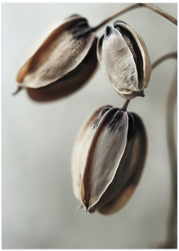 Withered Elegance