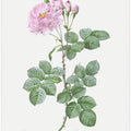Aurora Poniatowska, Les Roses (1817–1824)