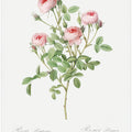 Burgundian Rose, Les Roses (1817–1824)