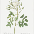 Rose of Rosenberg, Les Roses (1817–1824)