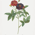 Rose of Van Eeden, Les Roses (1817–1824)