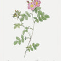 Sweetbriar, Les Roses (1817–1824)