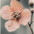 Petal Whisper