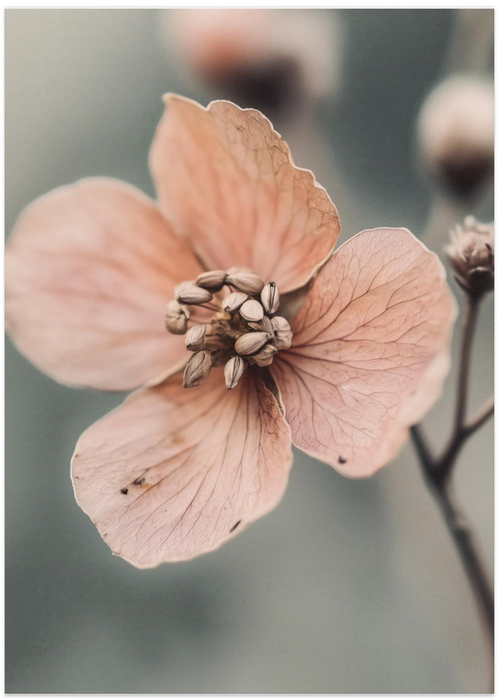 Petal Whisper