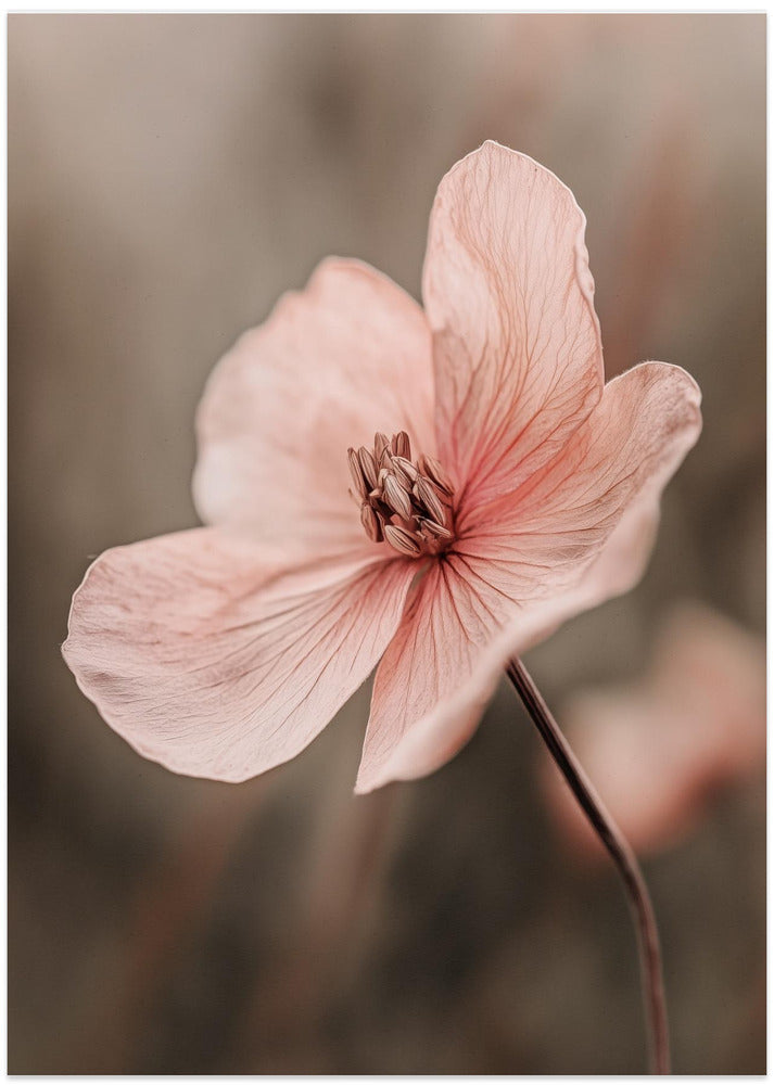 Delicate Blossom
