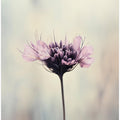 Whispering Petals