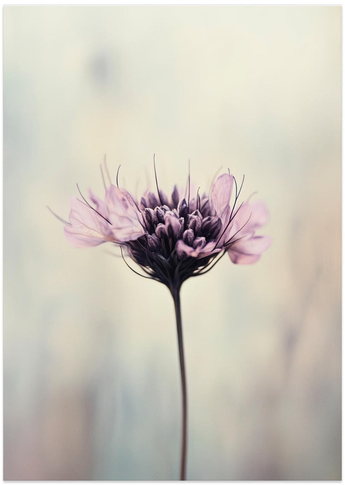 Whispering Petals