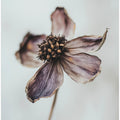 Wilted Elegance