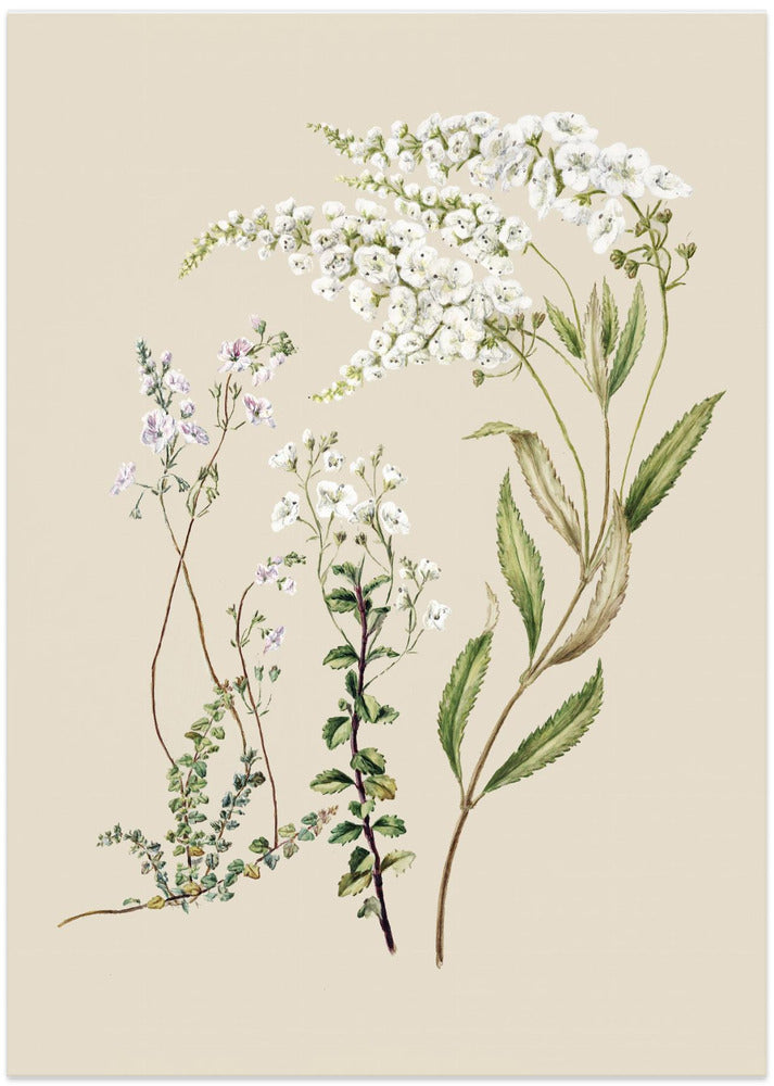 Veronica Drawn By Sarah Featon (1848–1927)