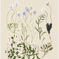 Wahlenbergias Drawn