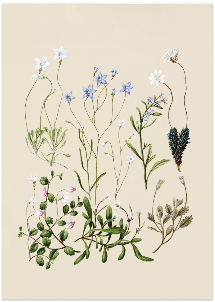 Wahlenbergias Drawn