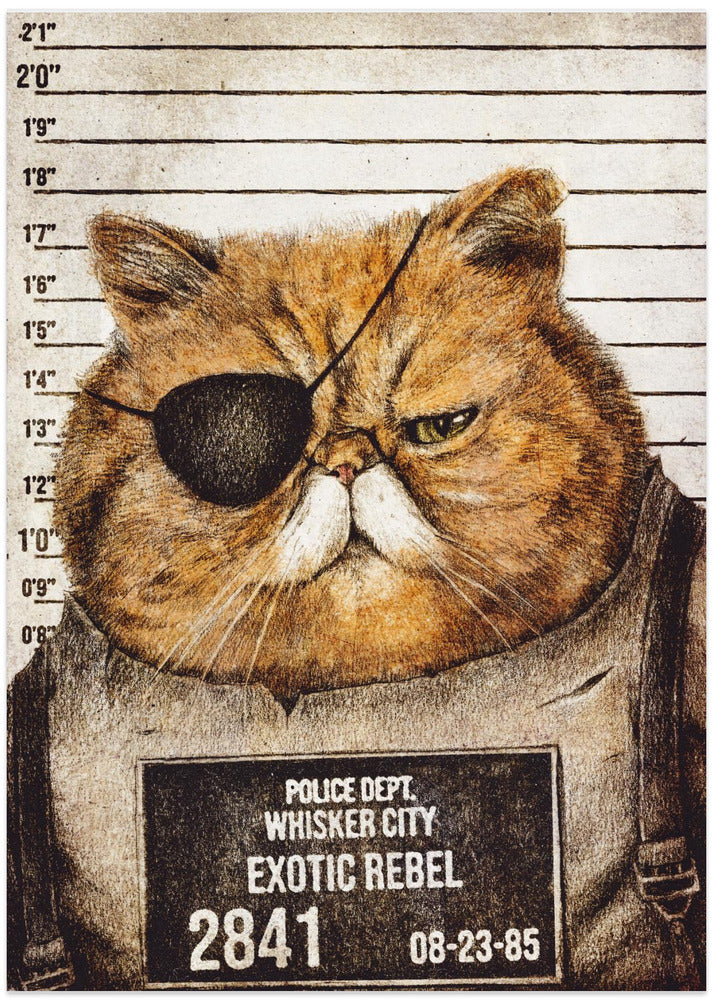Funny Cat