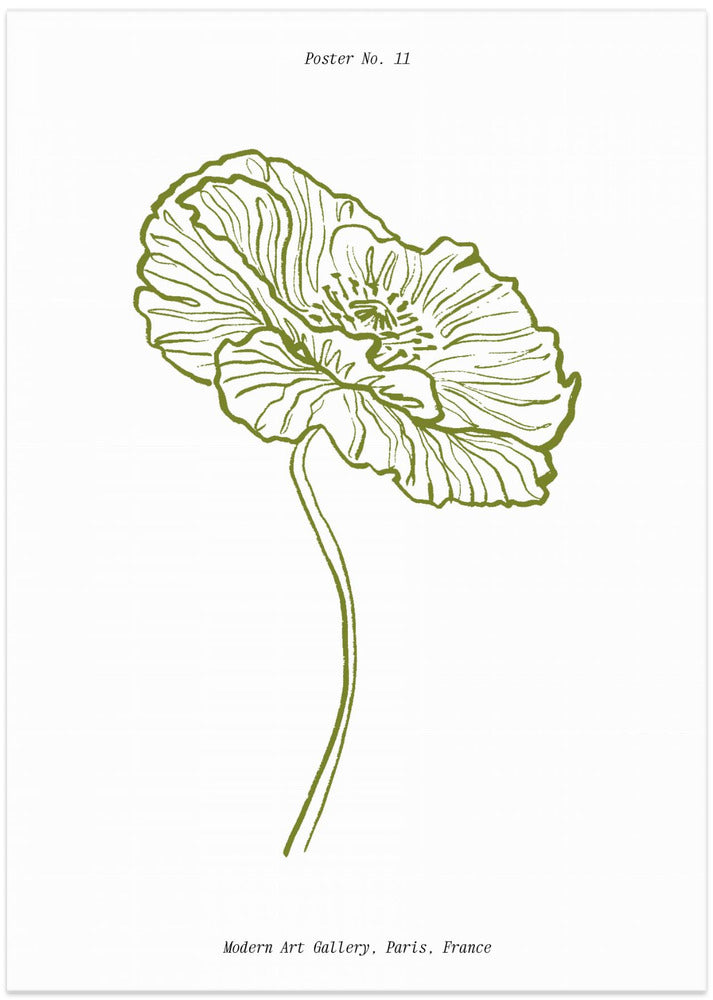 Pale Poppy Sketch